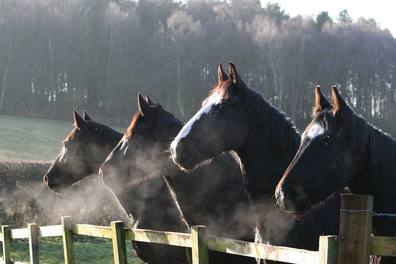 horses fence field free photo