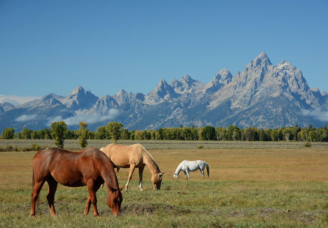 horses mountains landscape free photo