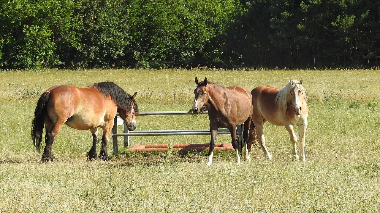 horses cold blooded animals pasture free photo