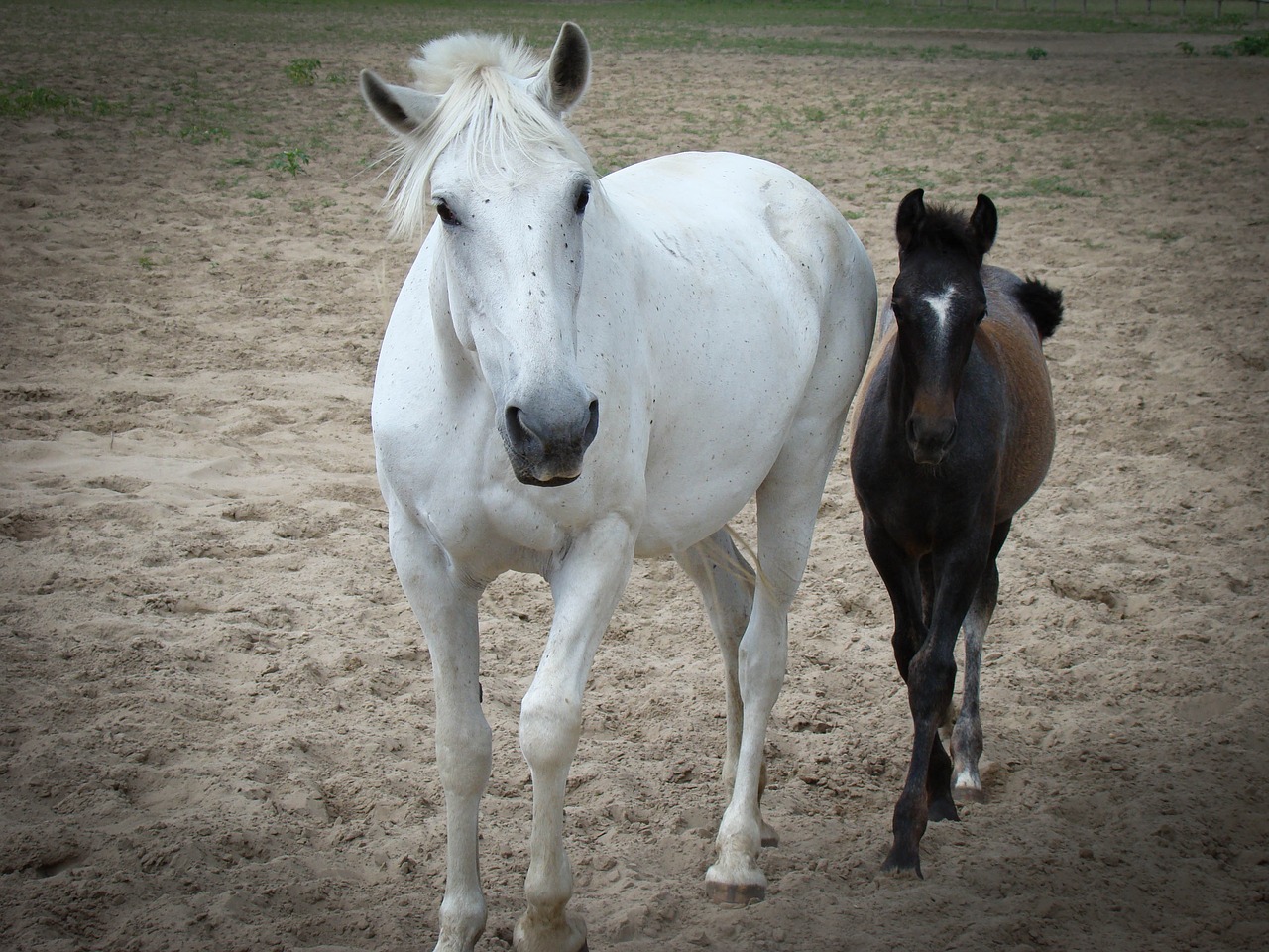 horses horse brown horse free photo