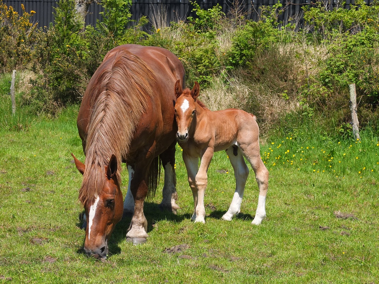 horses mare foal free photo