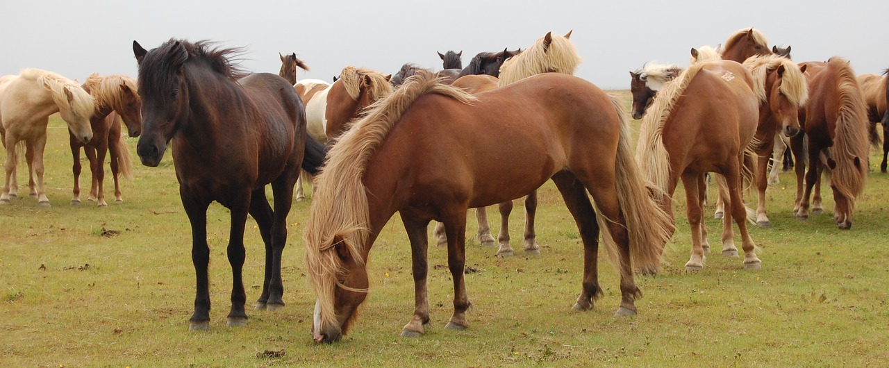 horses iceland meadow free photo