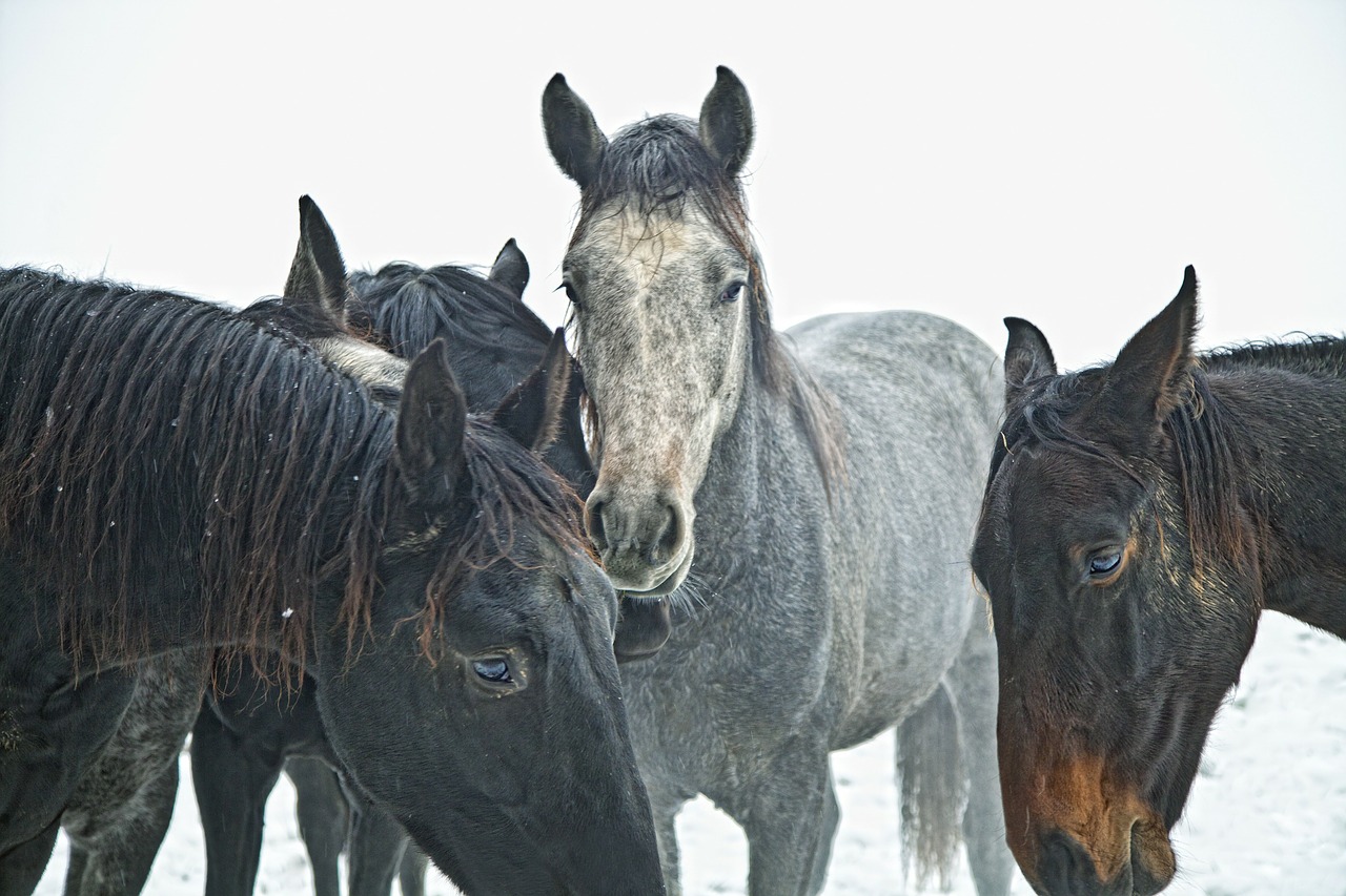 horses young horses stallions free photo