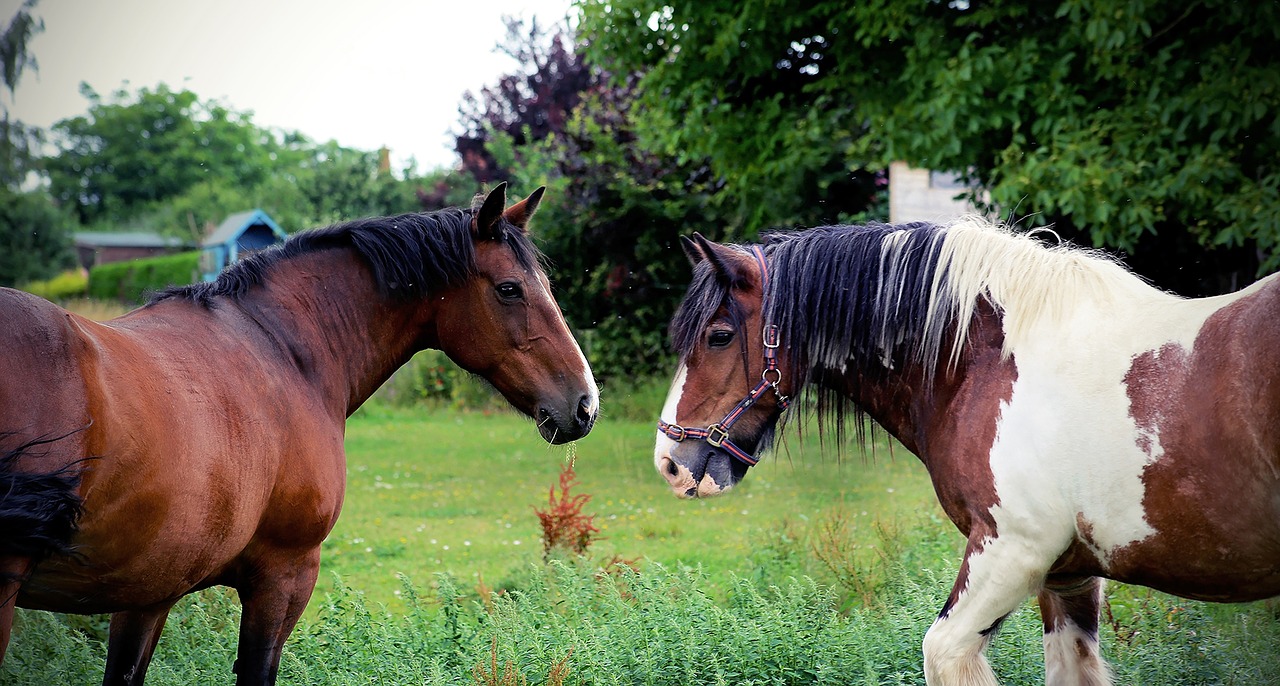 horses equine equestrian free photo