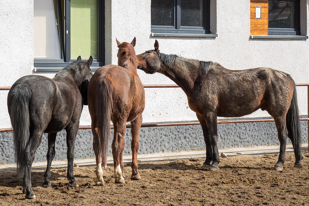 horses brown horses bay free photo