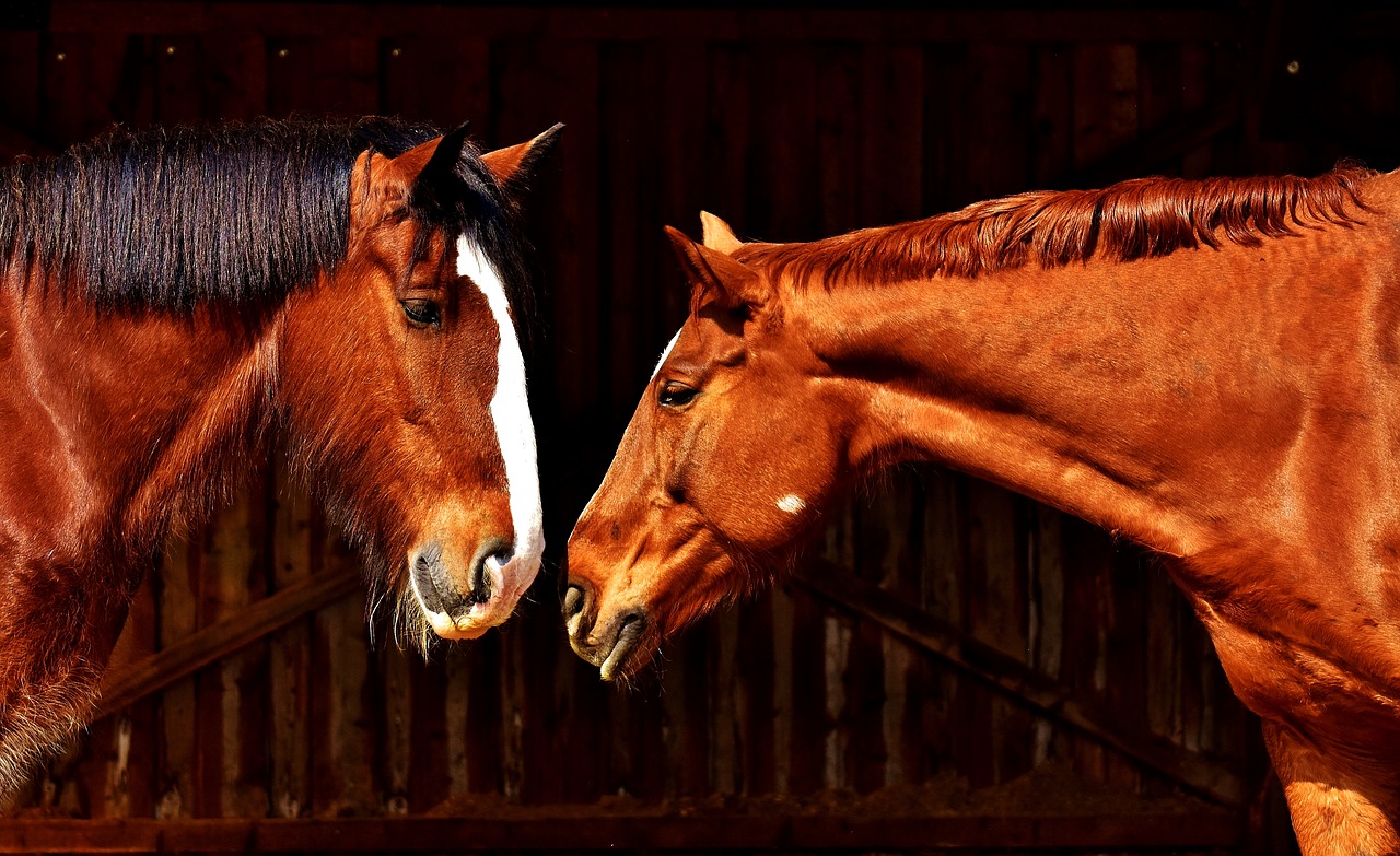 horses friendship horse stable free photo