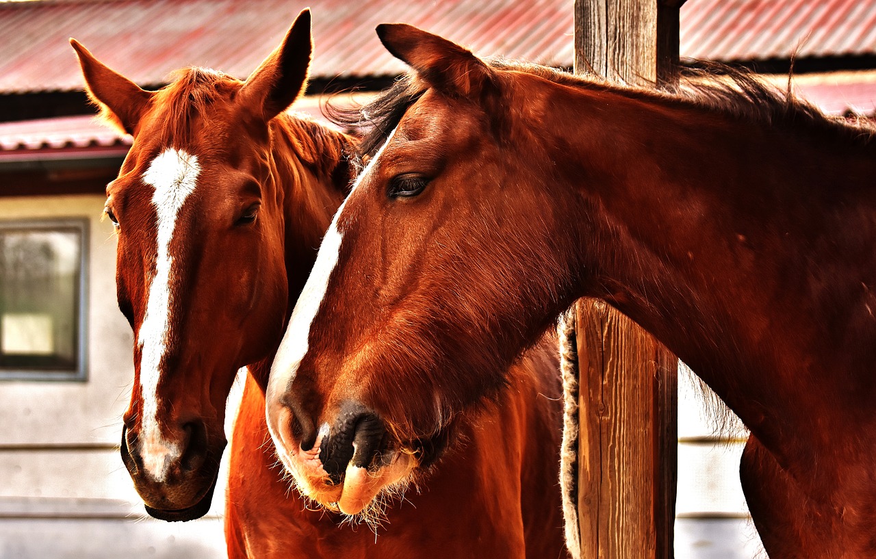 horses friendship horse stable free photo