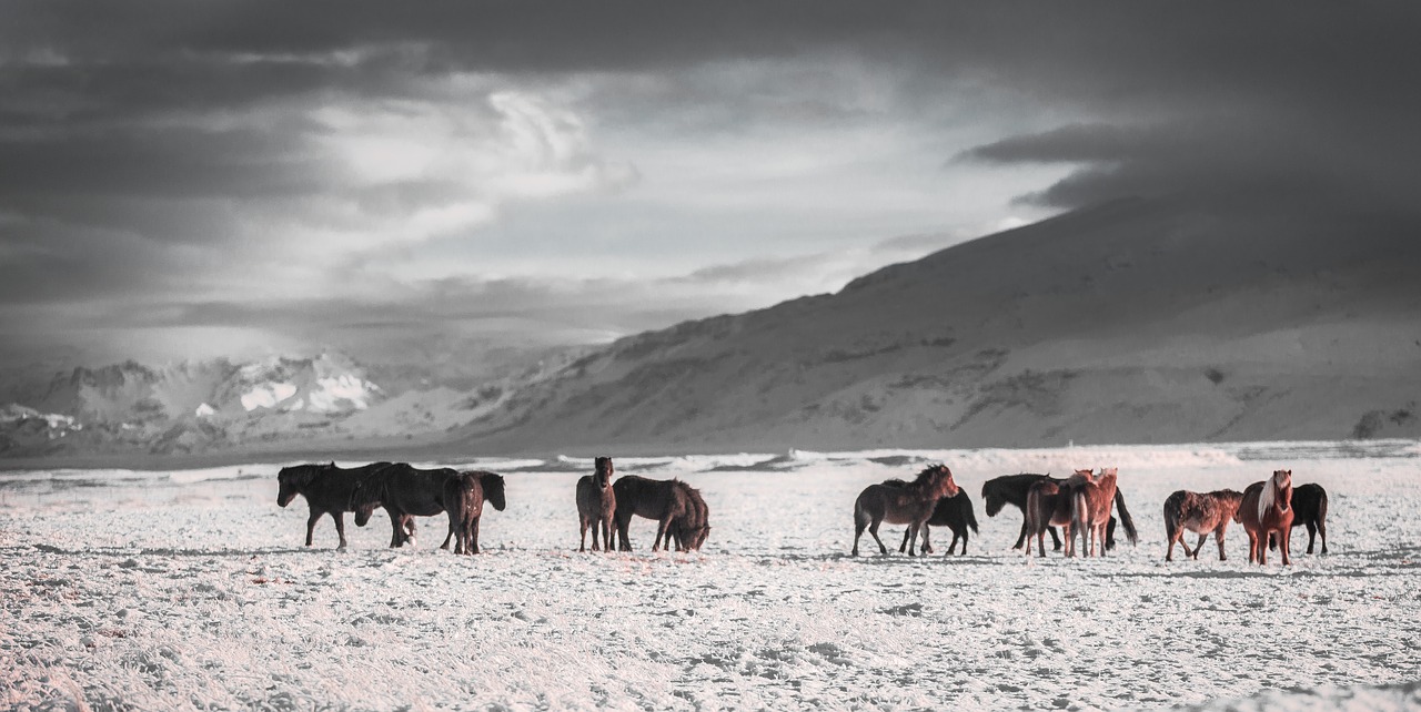 horses winter outdoors free photo