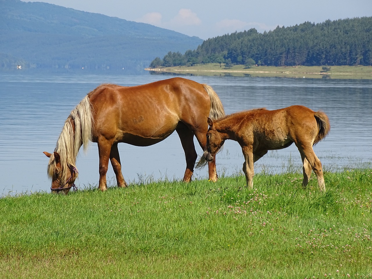 horses animals nature free photo