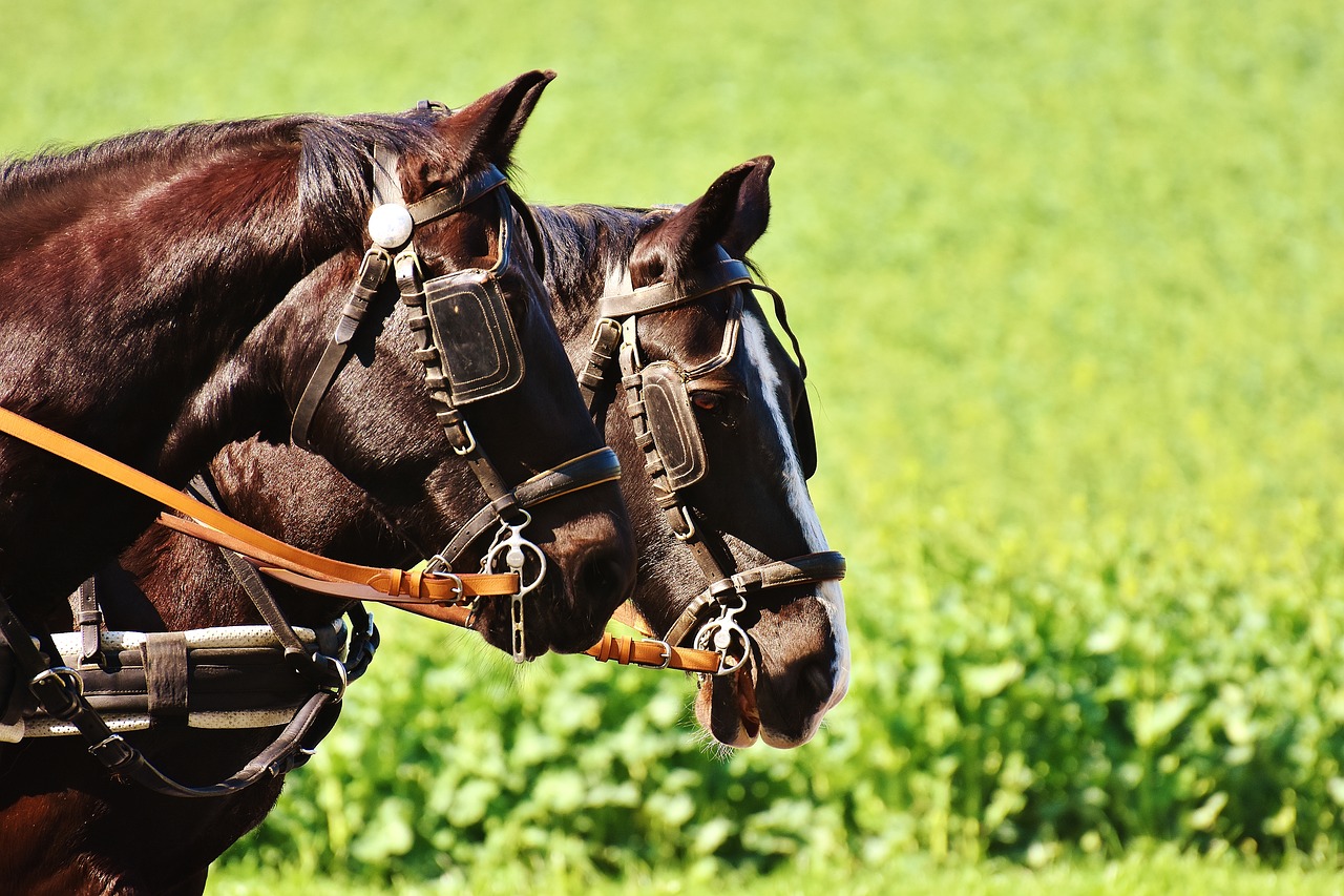 horses coach horse drawn carriage free photo