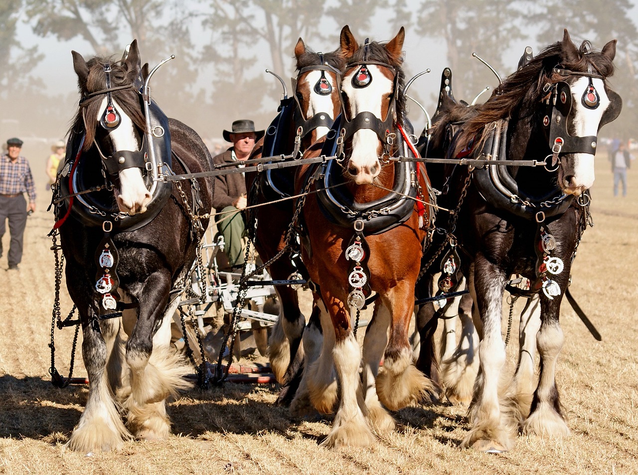 horses ploughing field free photo