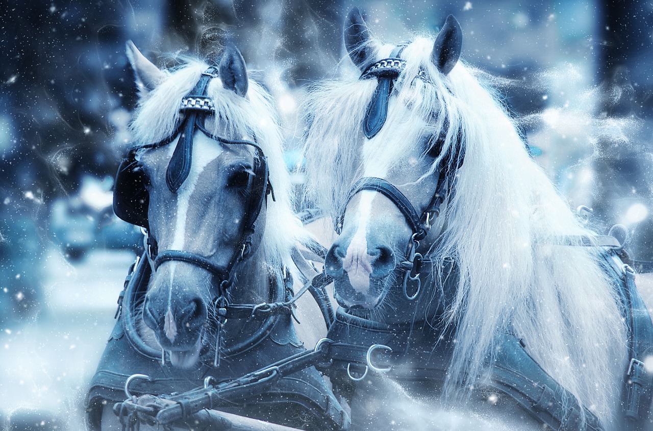 horses snow head free photo