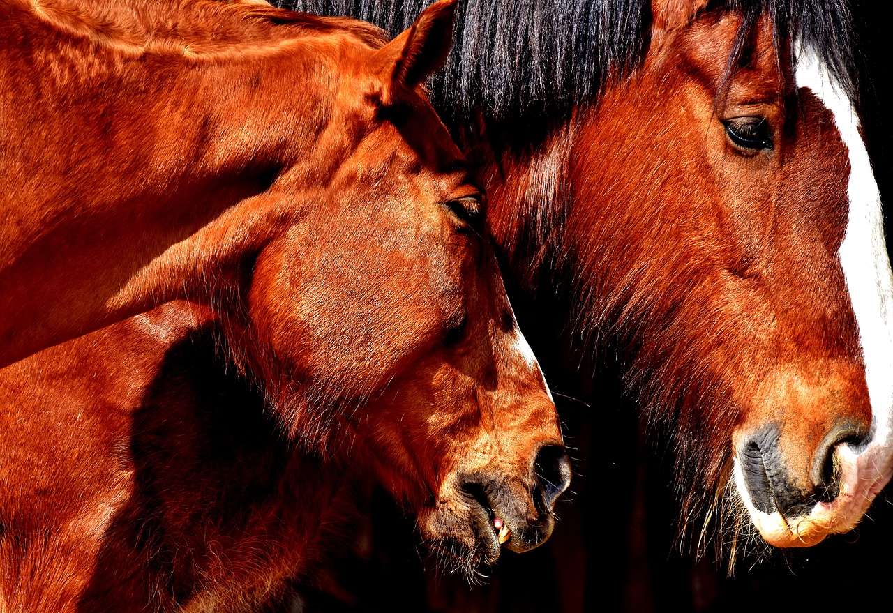 horses friendship horse stable free photo