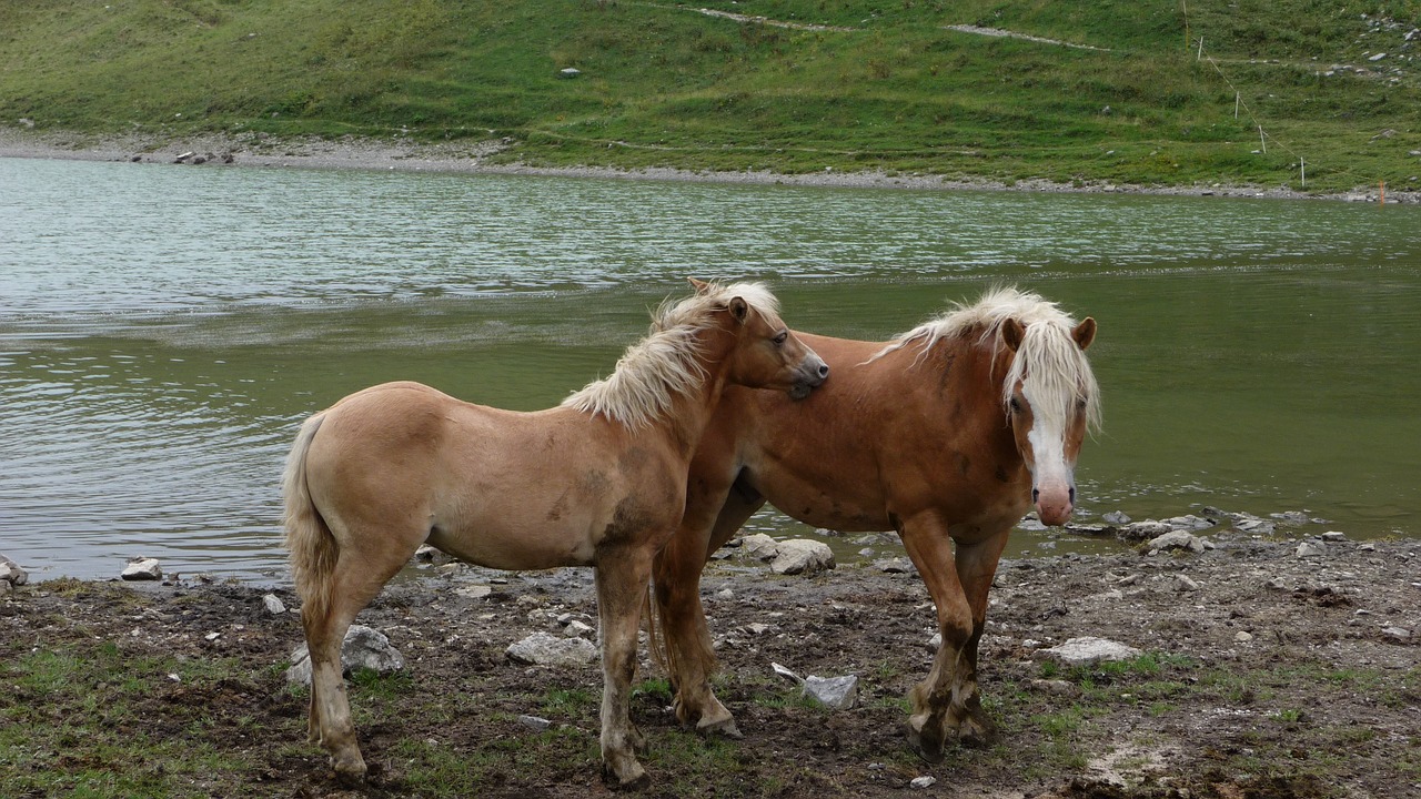 horses animals nature free photo