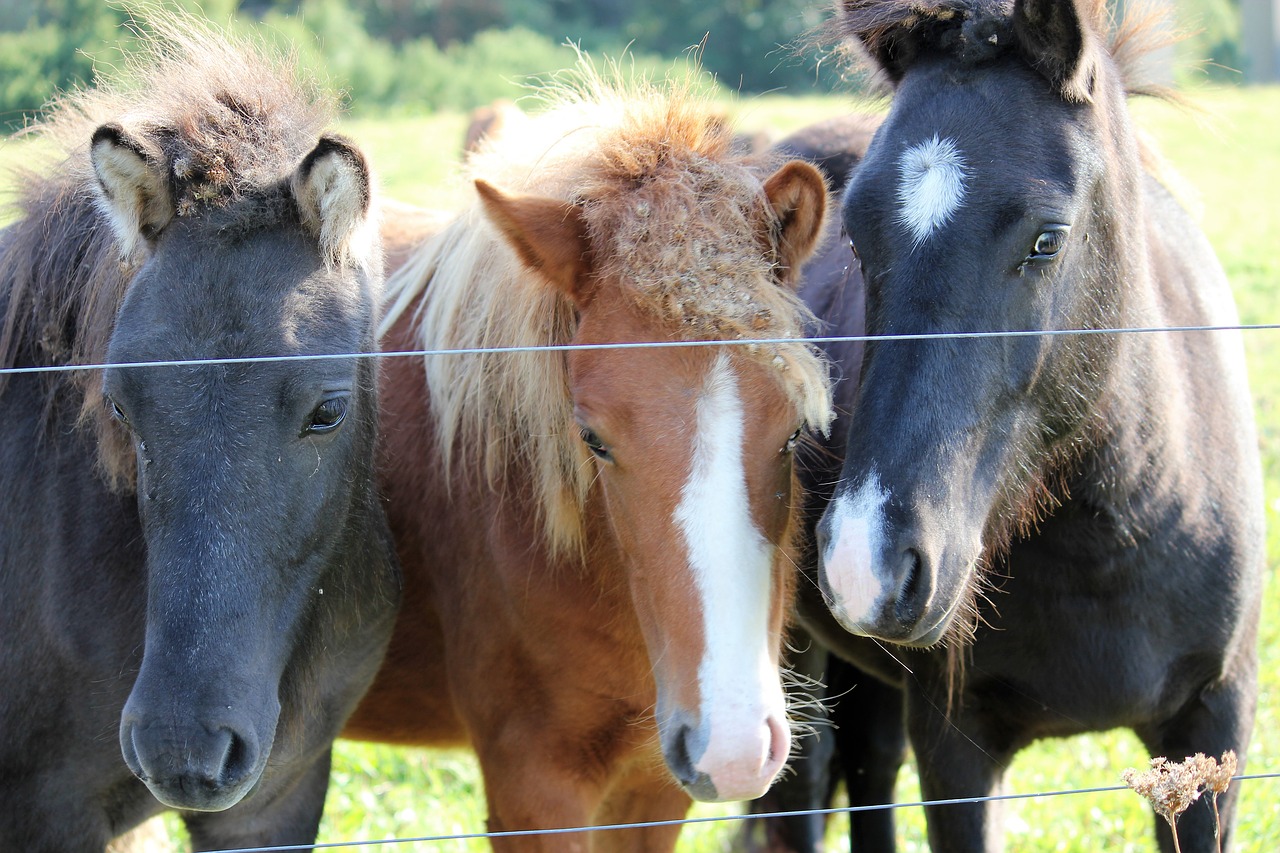 horses wildlife photography horse head free photo