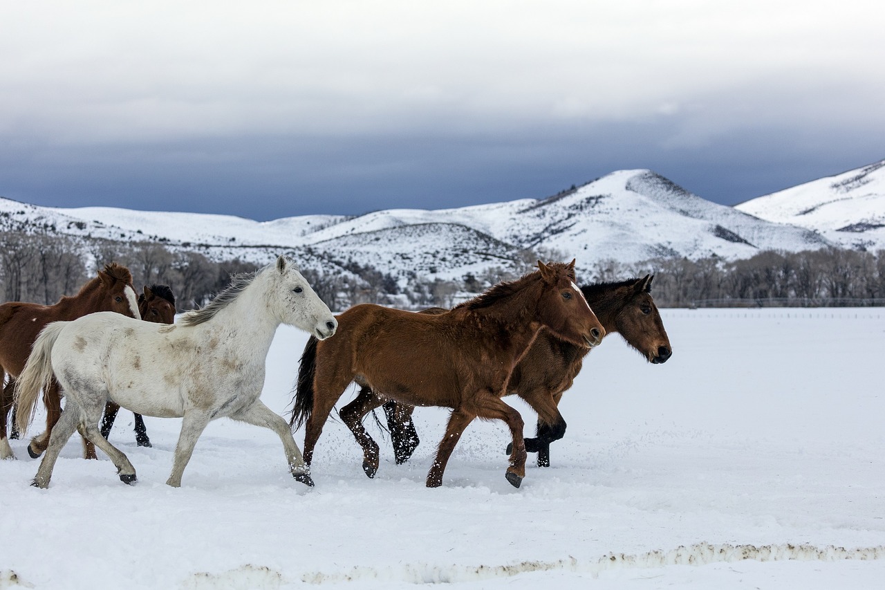 horses walking panorama free photo