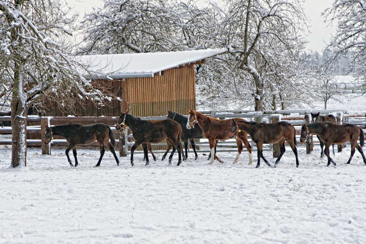 horses animals horse group free photo