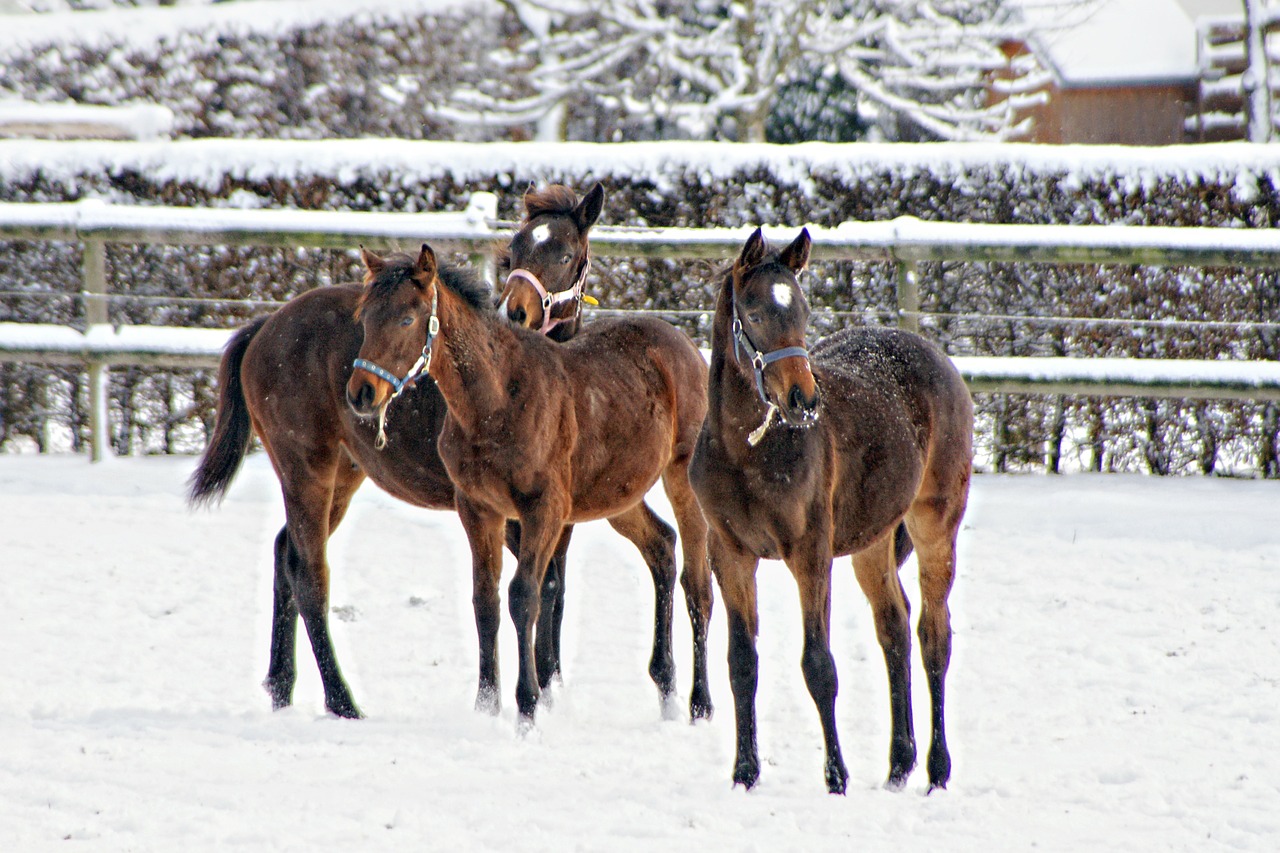 horses animals wintry free photo