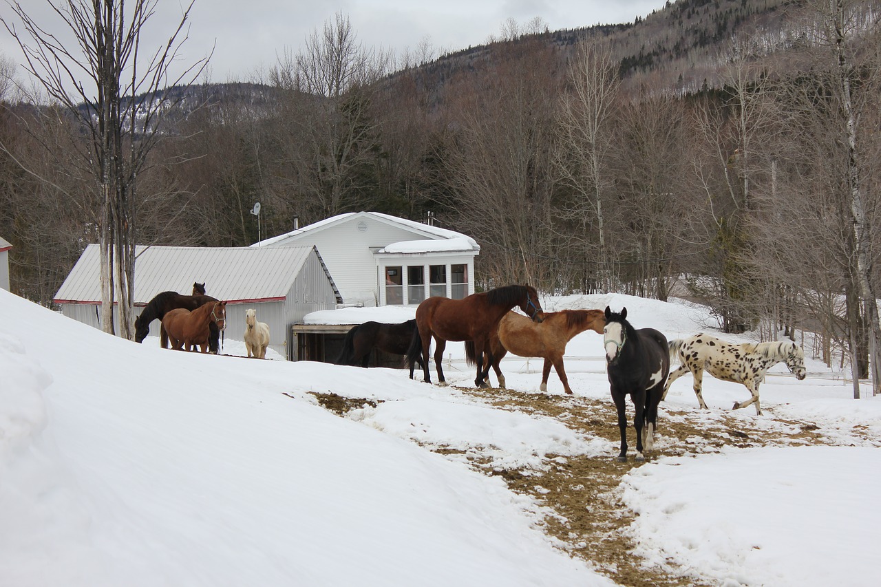 horses field stable free photo