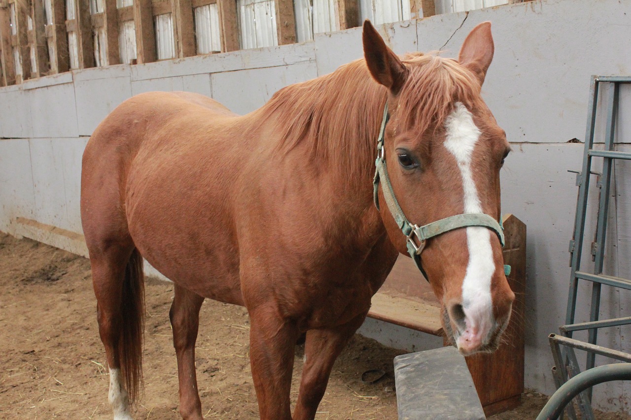 horses field stable free photo