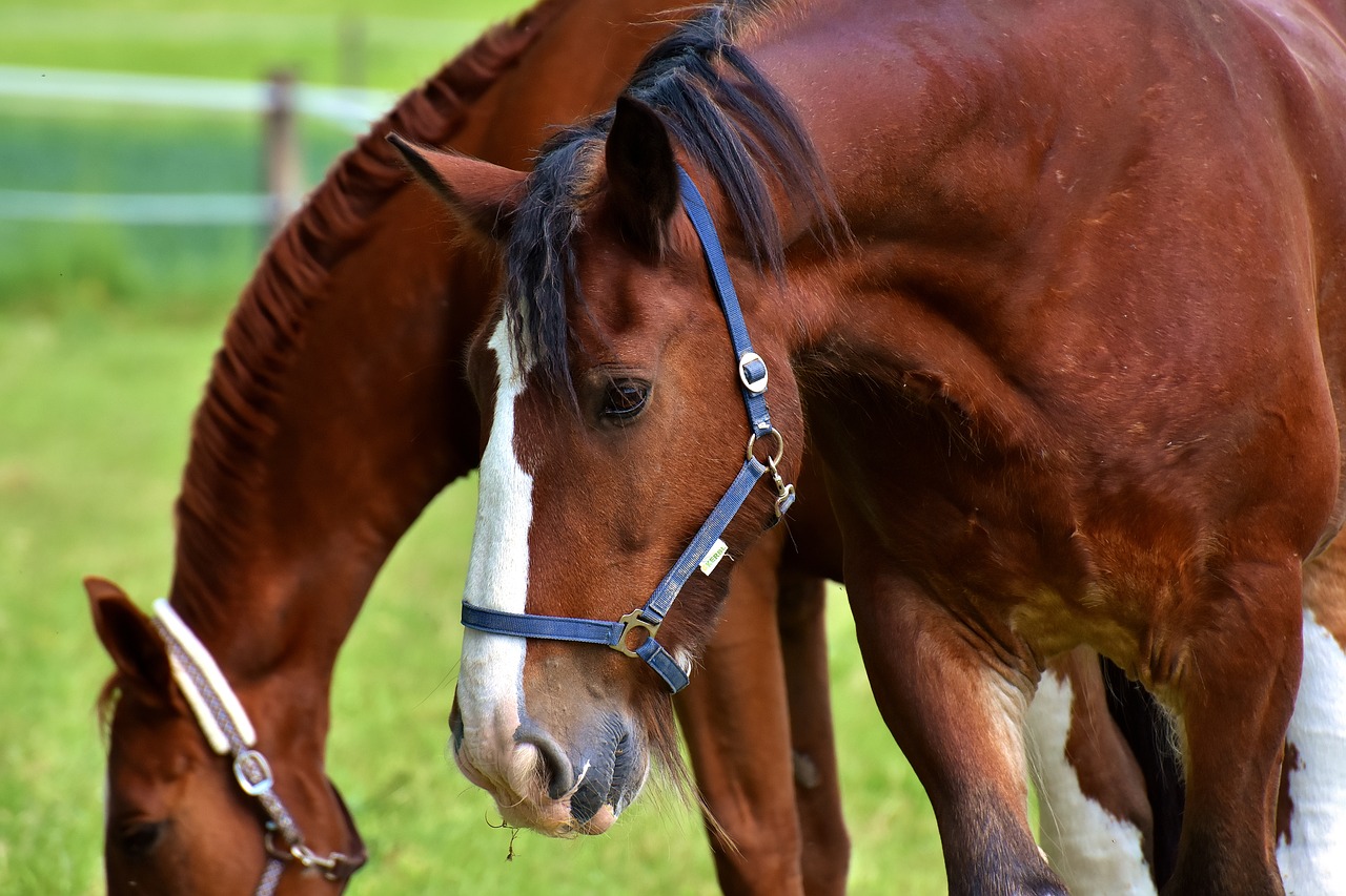 horses coupling for two free photo