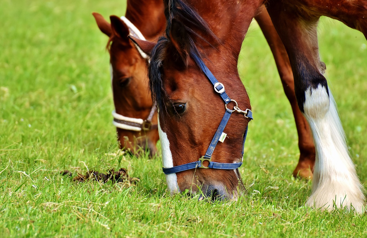 horses coupling for two free photo