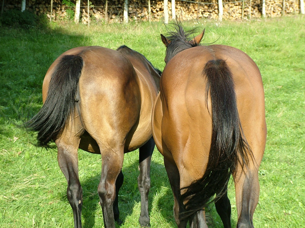 horses horse pasture free photo
