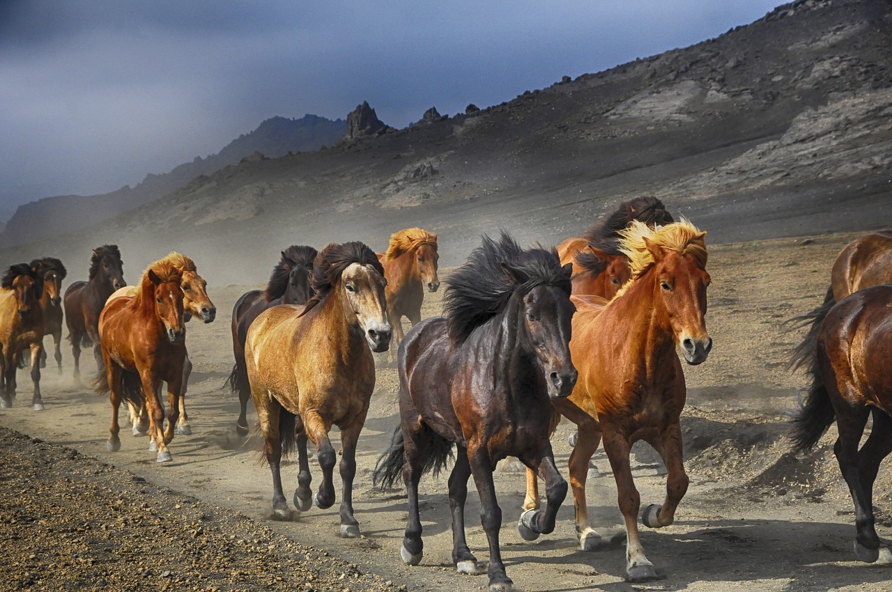 horses stampede nature free photo