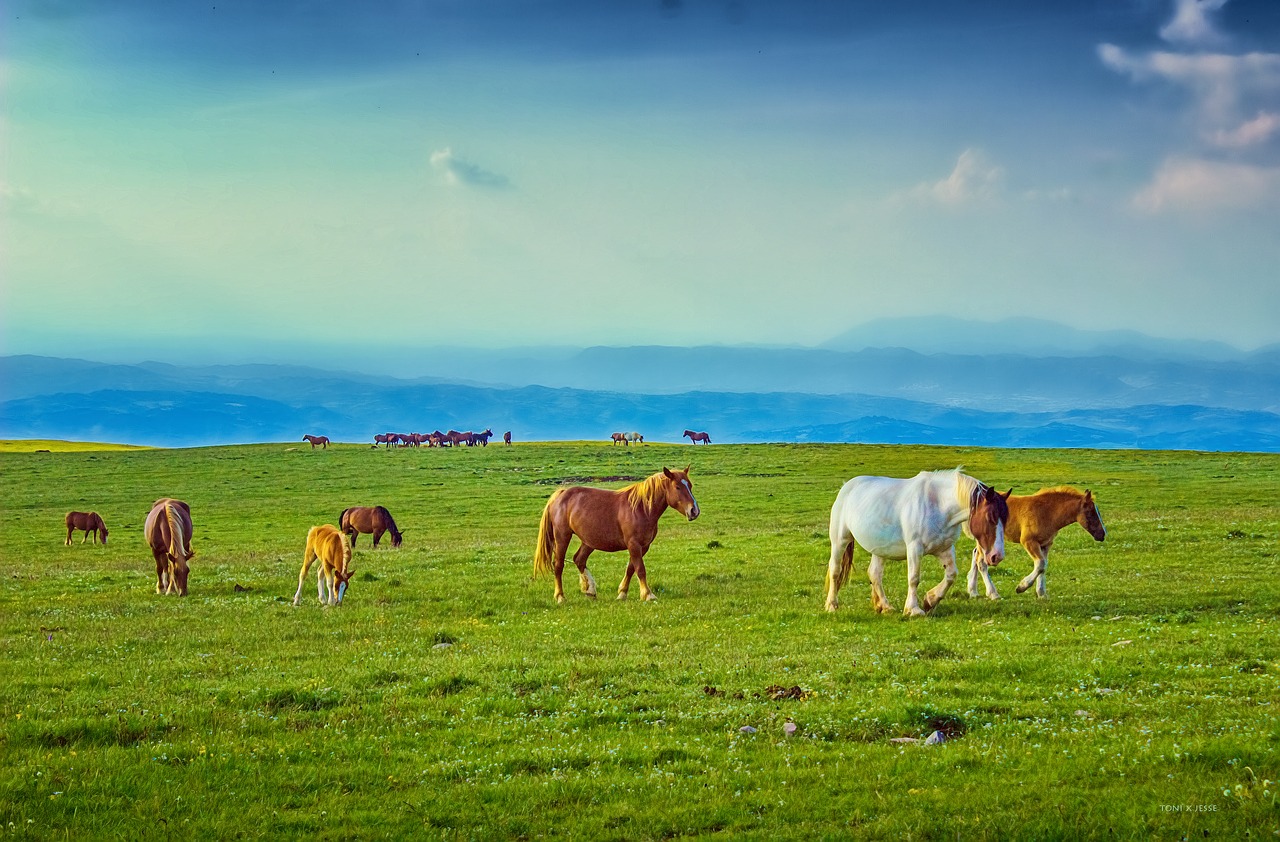 horses pasture prairie free photo