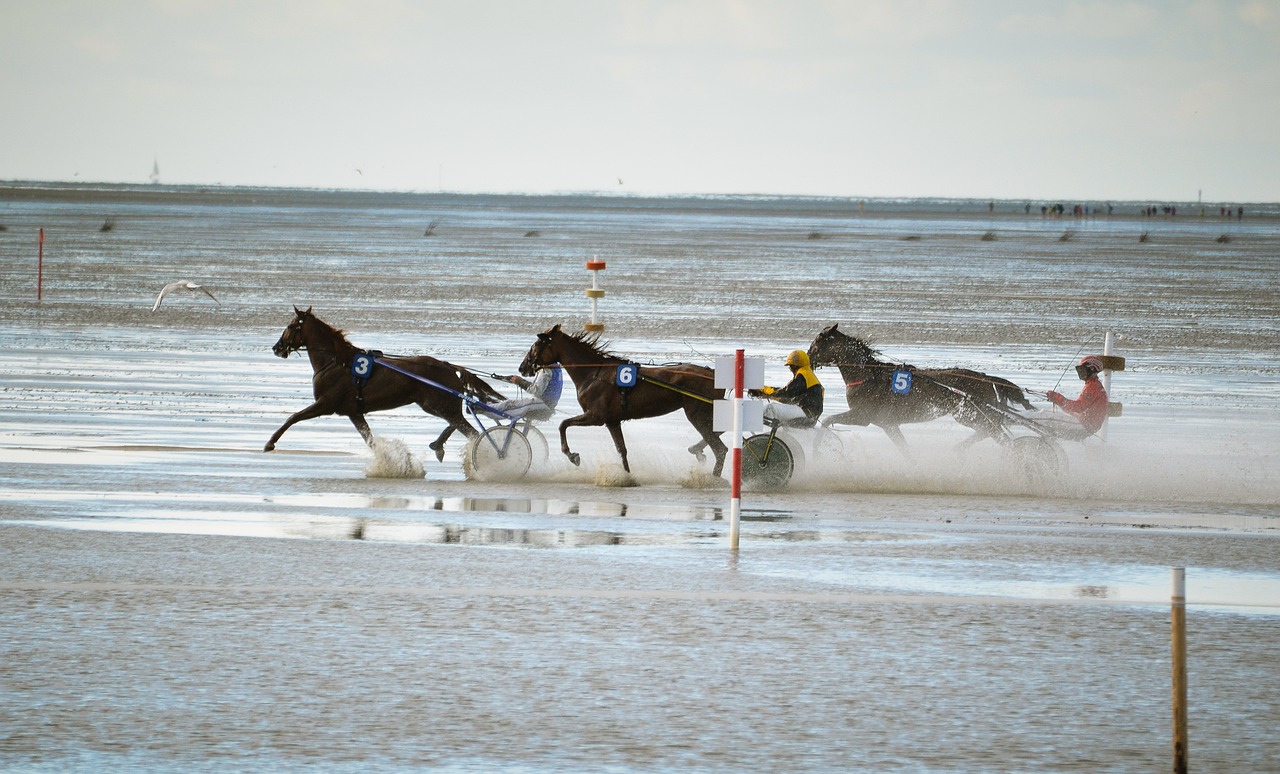 horses watts race north sea free photo