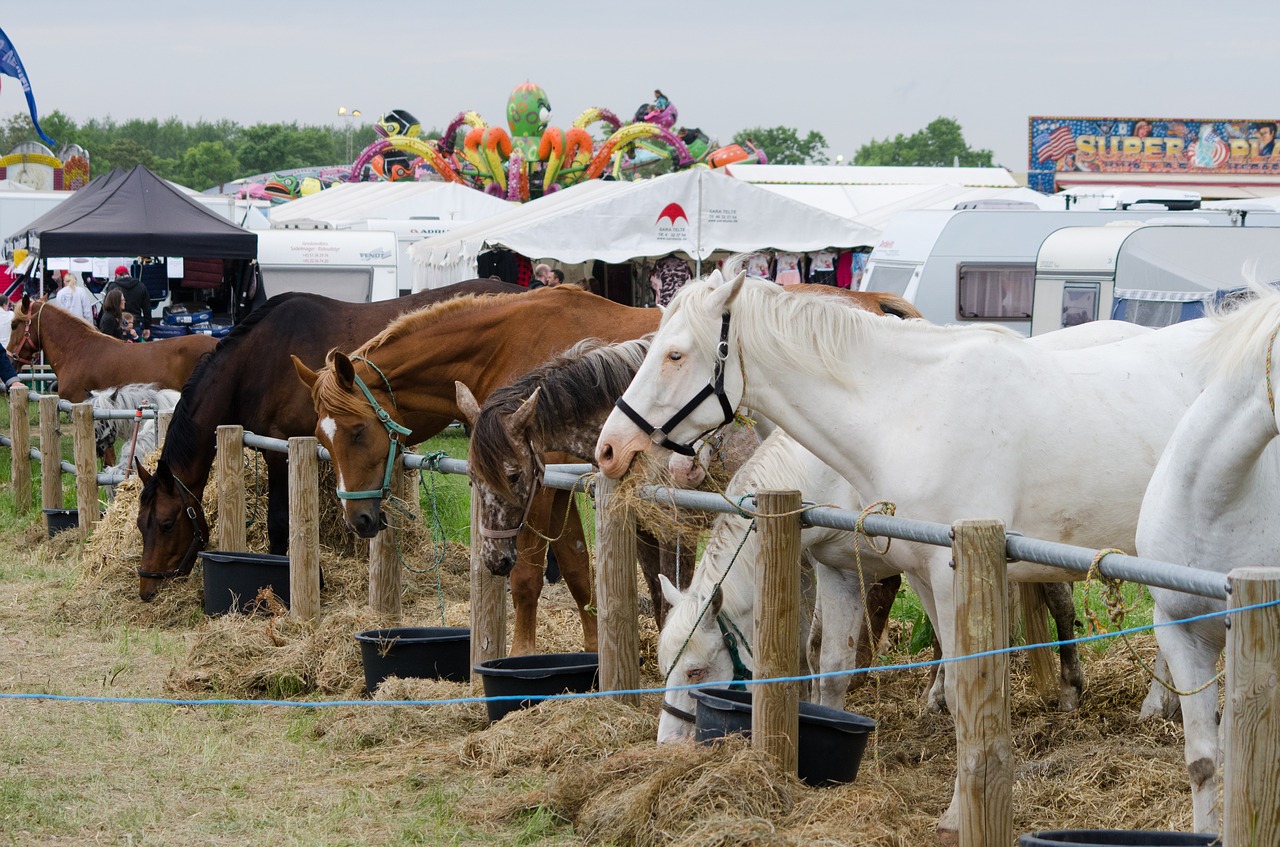 horses fair festival free photo