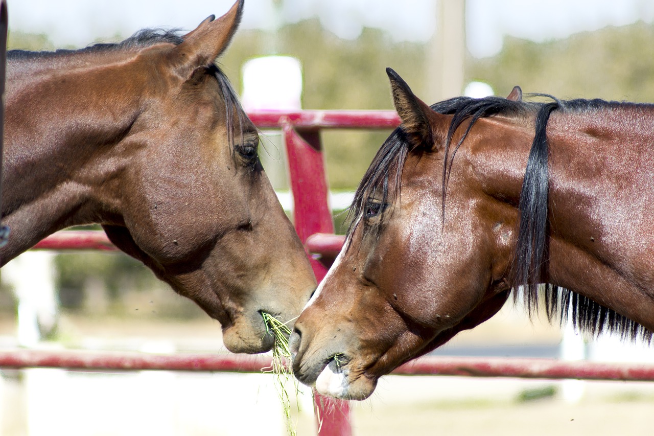 horses animals equine free photo