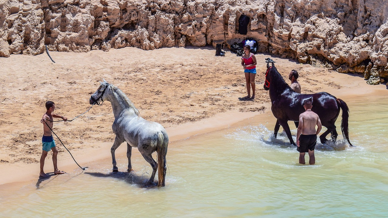 horses taking bath bathing free photo
