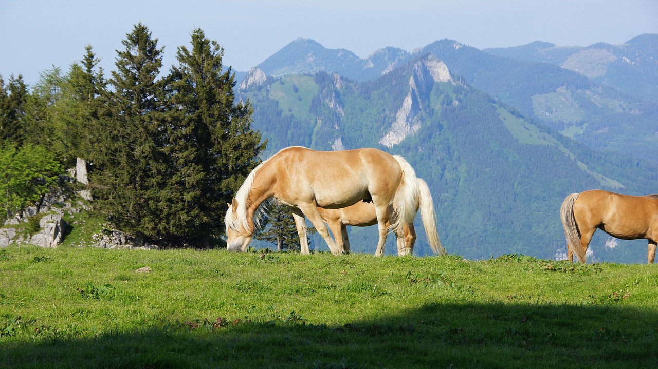 horses mountains alm free photo