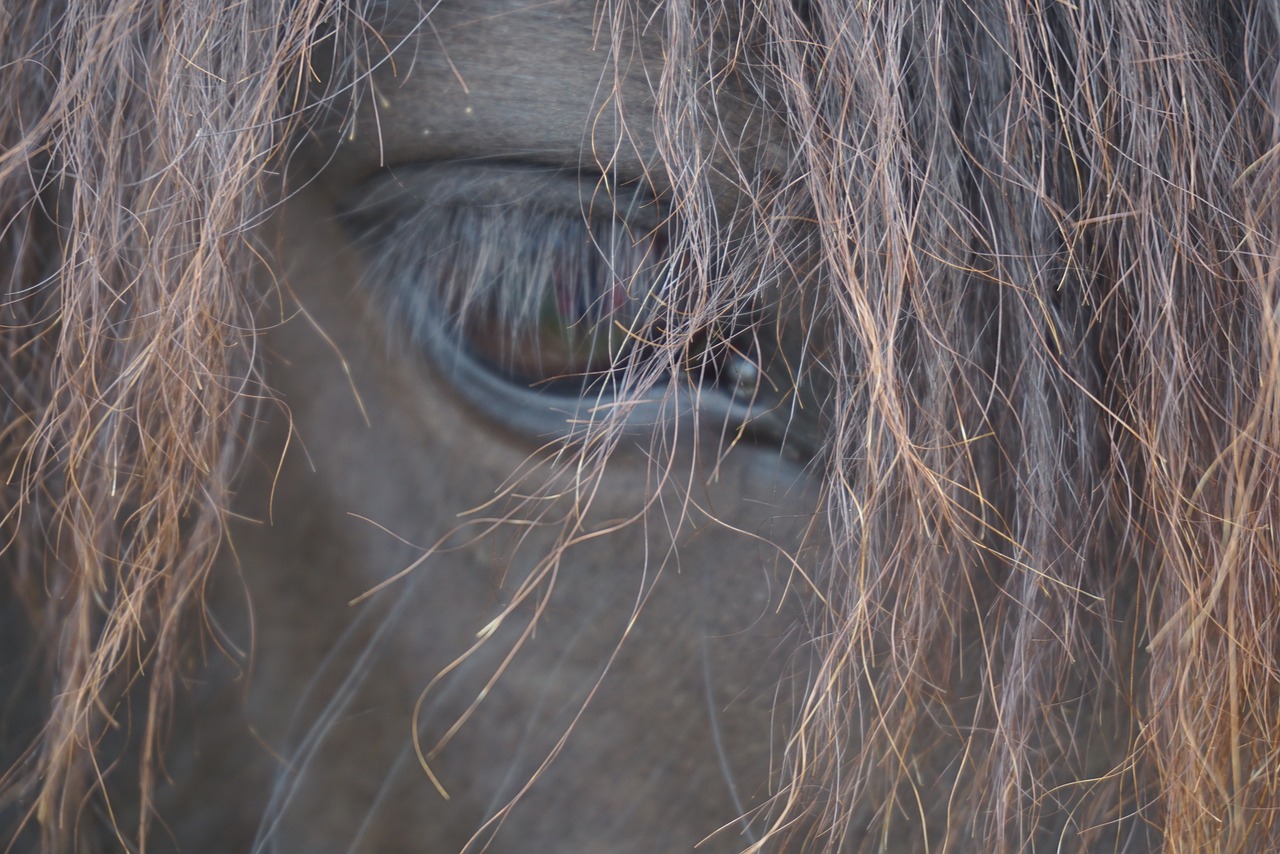 horses mane horse head free photo