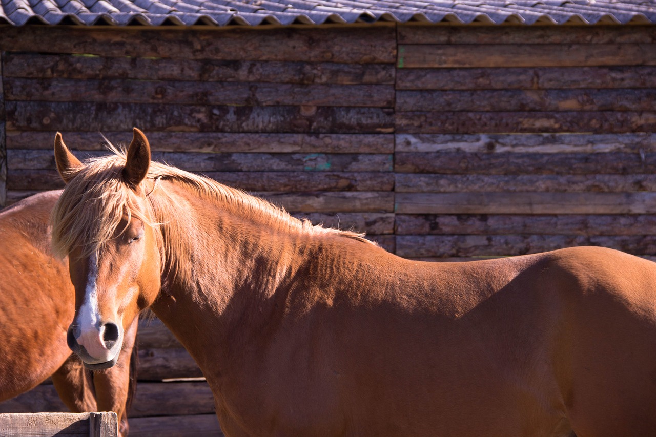 horses brown horse free photo