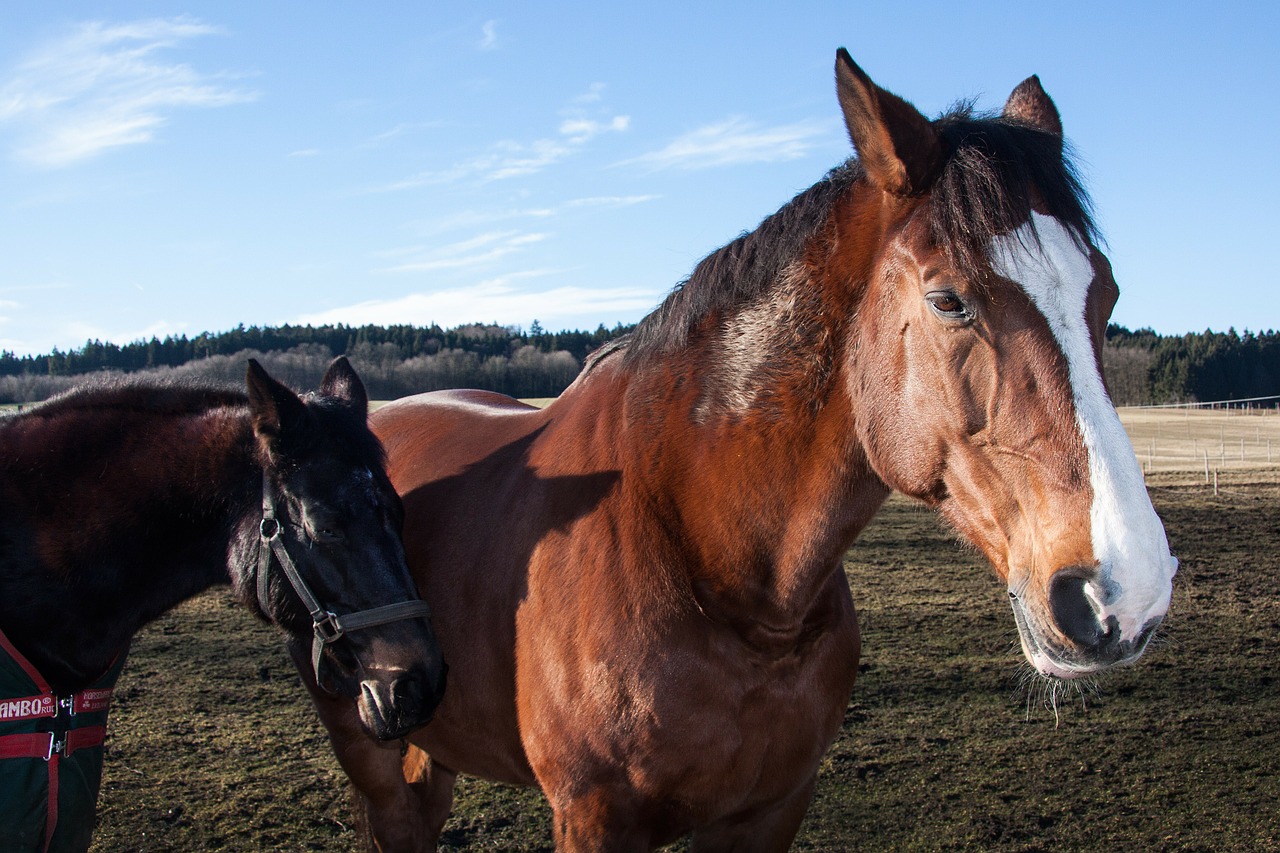 horses animals domestic solipeds free photo