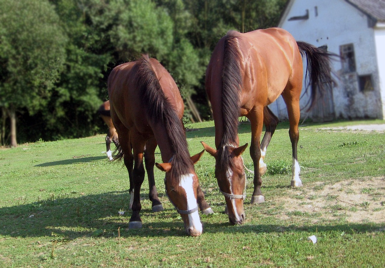 horses mares grazing free photo