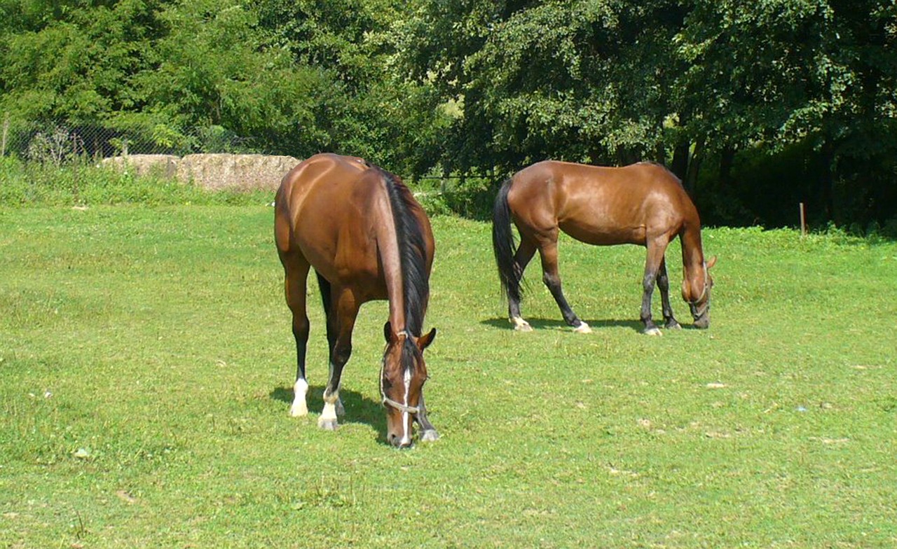 horses mares meadow free photo