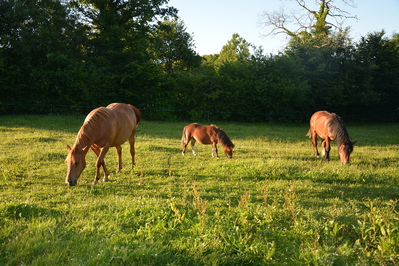 horses herd prairie free photo
