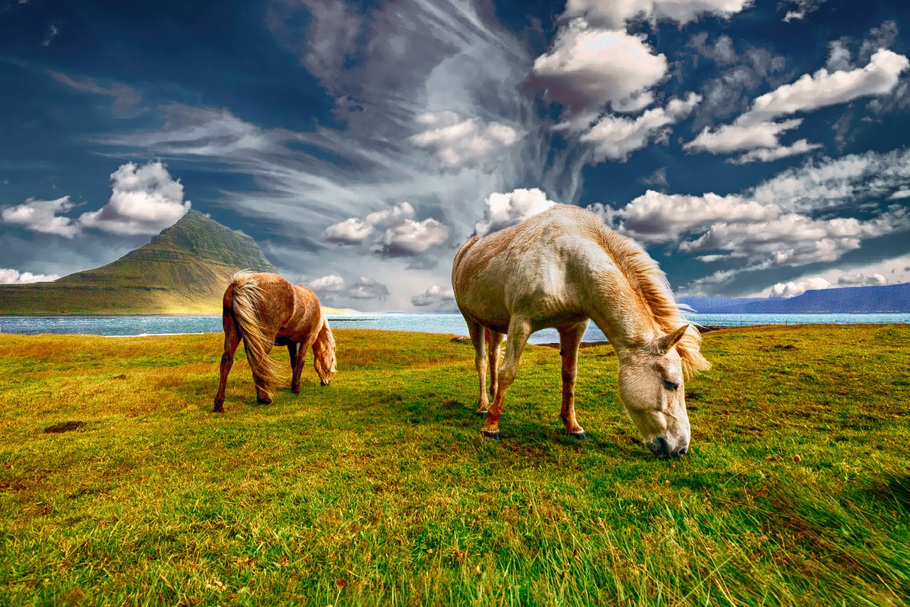 horses landscape nature free photo