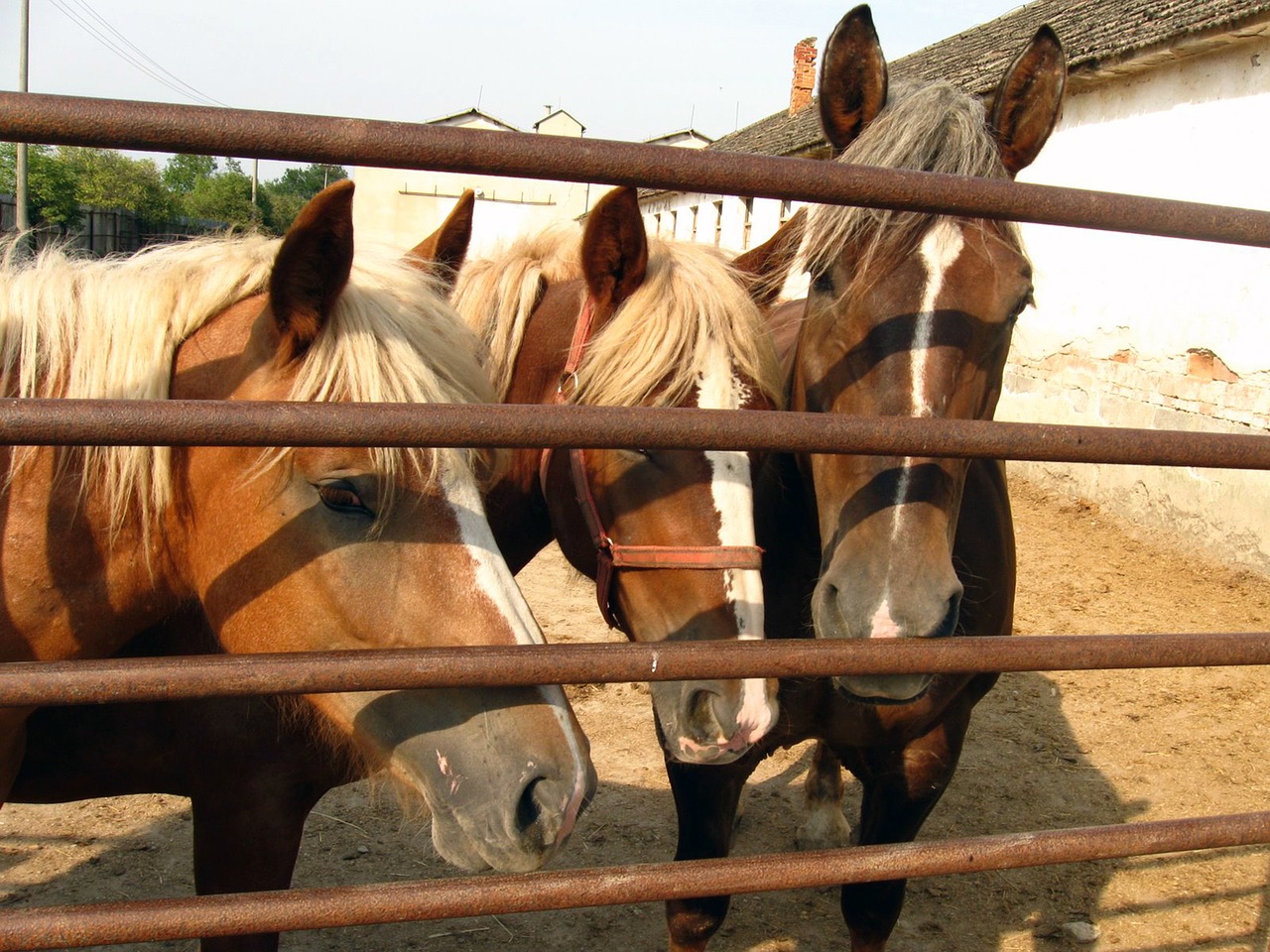 horses mares stallions free photo