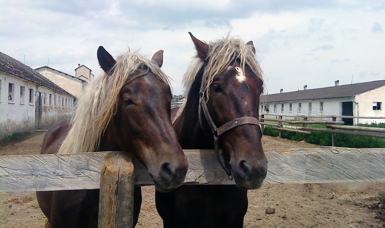 horses mares žrebci free photo