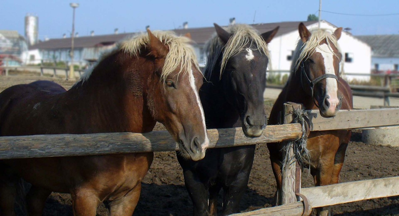 horses mares stallions free photo