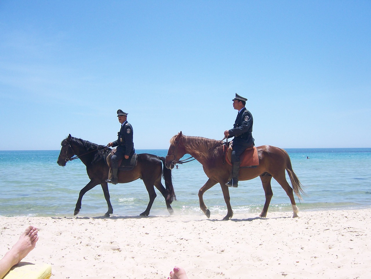 horses sand mounted police free photo