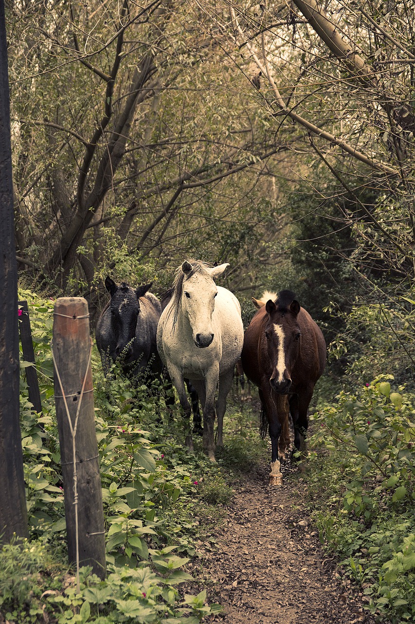 horses horse animals free photo