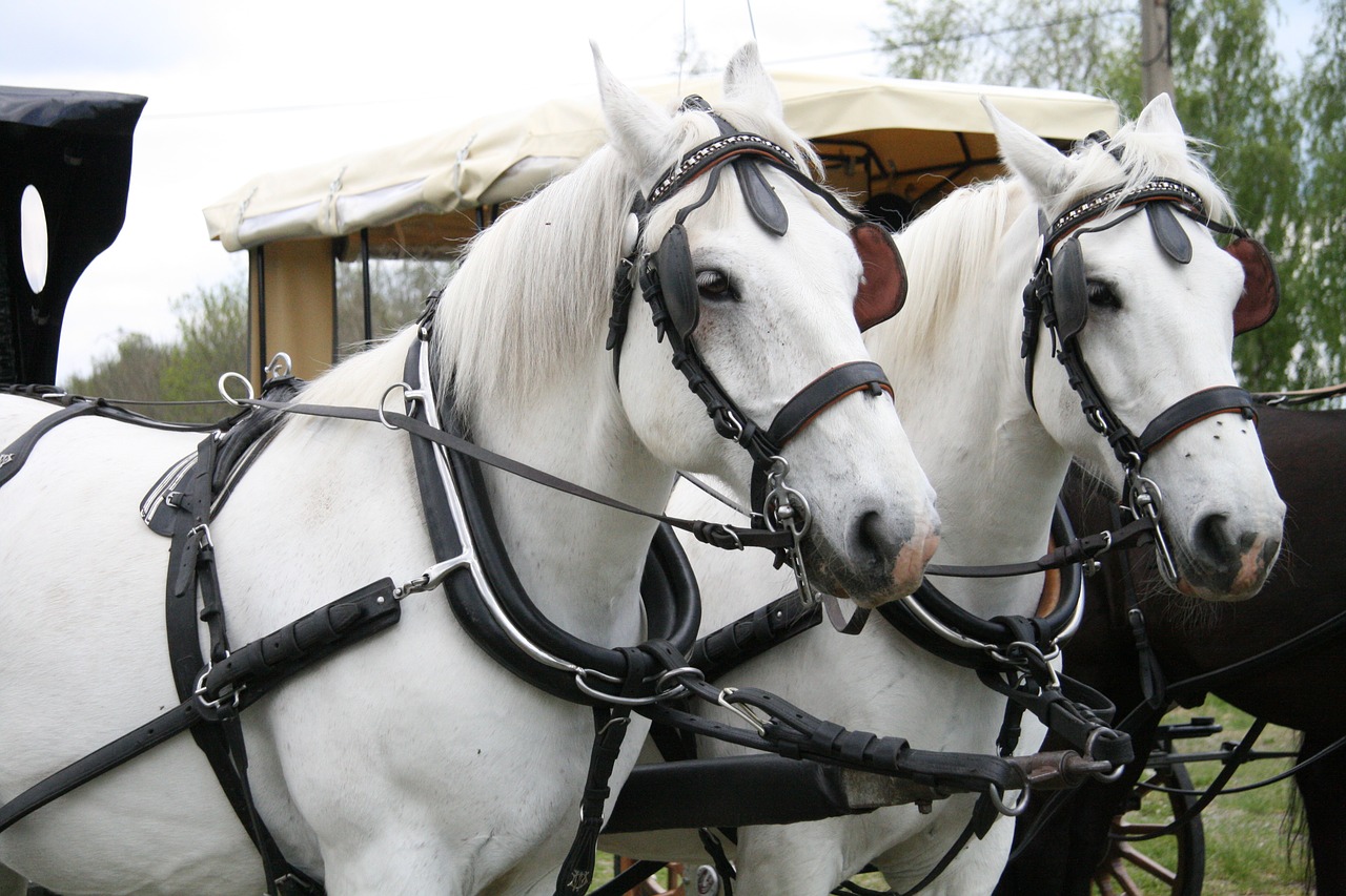 horses horse truck free photo