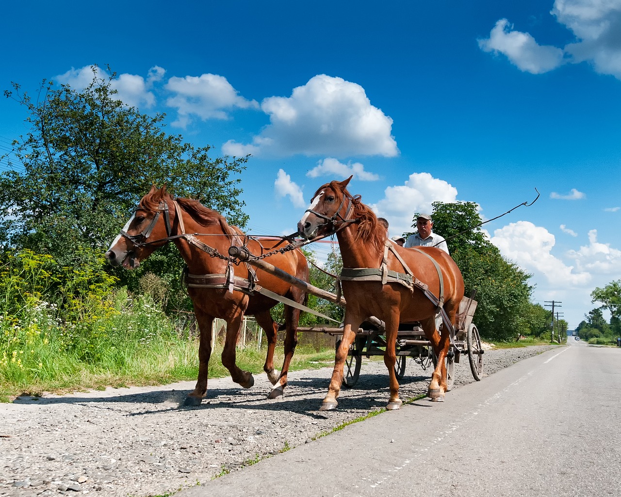 horses coach road free photo