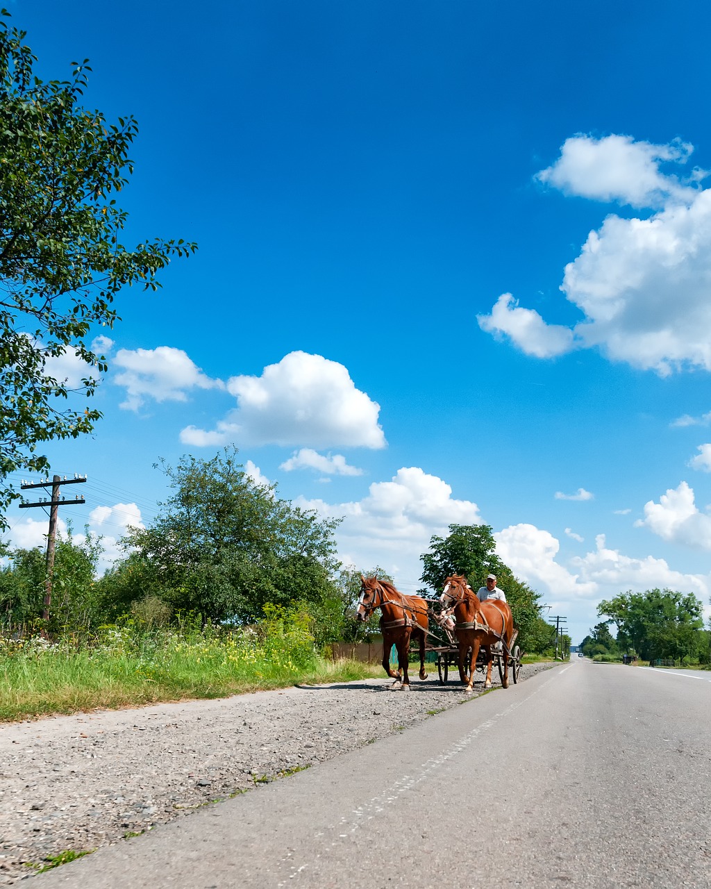 horses coach road free photo