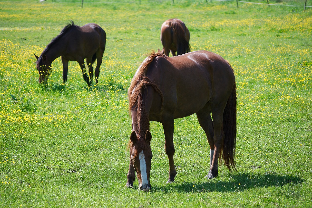 horses horse pasture east frisia free photo